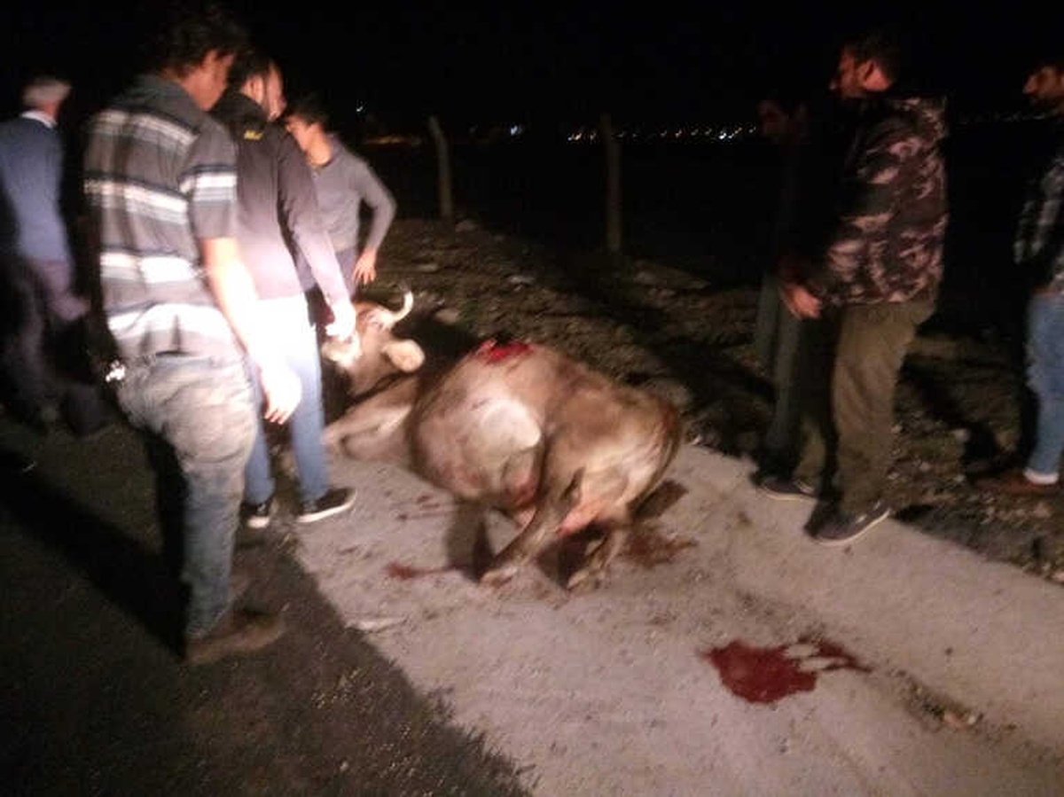 Silivri\'de Otomobil İneğe Çarptı
