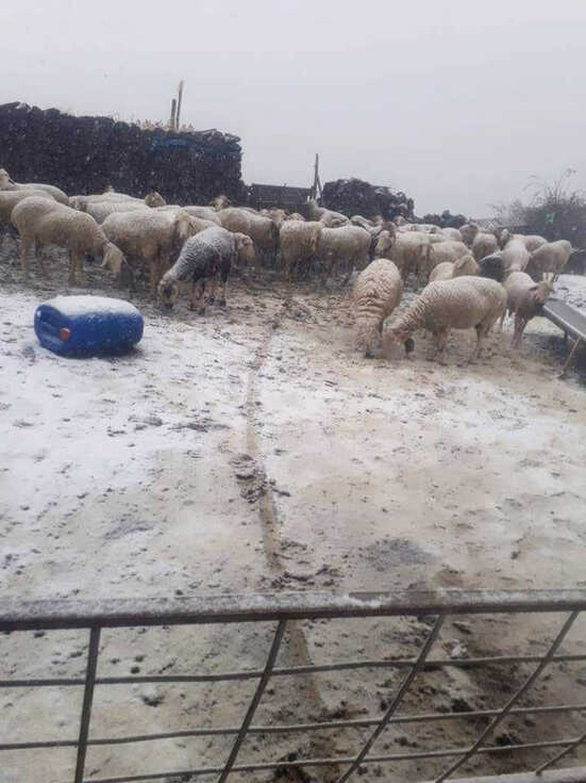 Şuhut\'ta Mevsimin İlk Karı Yağdı