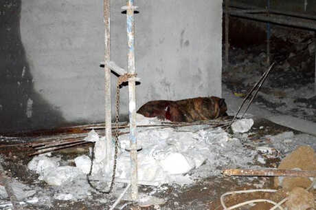 Yoldan Geçen Köpeğe Saldıran Köpeği Bıçakladı