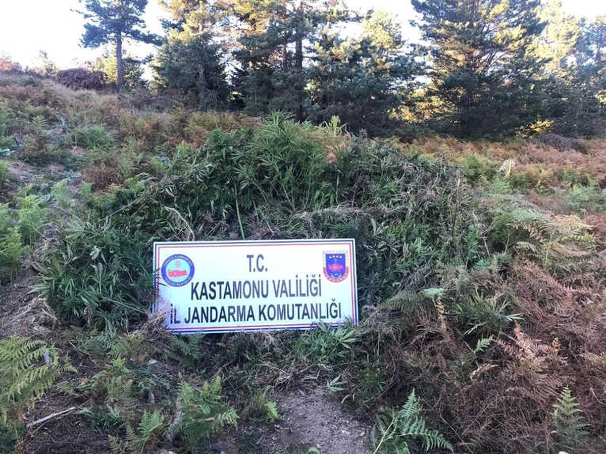 3 Bin 136 Kök Hint Keneviri Yakılarak İmha Edildi