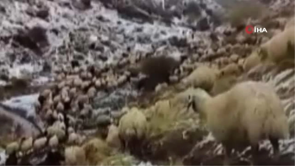 Erzincan\'da Etkili Olan Kar Yağışı Nedeniyle Koyun Sürüleri Yaylada Mahsur Kaldı