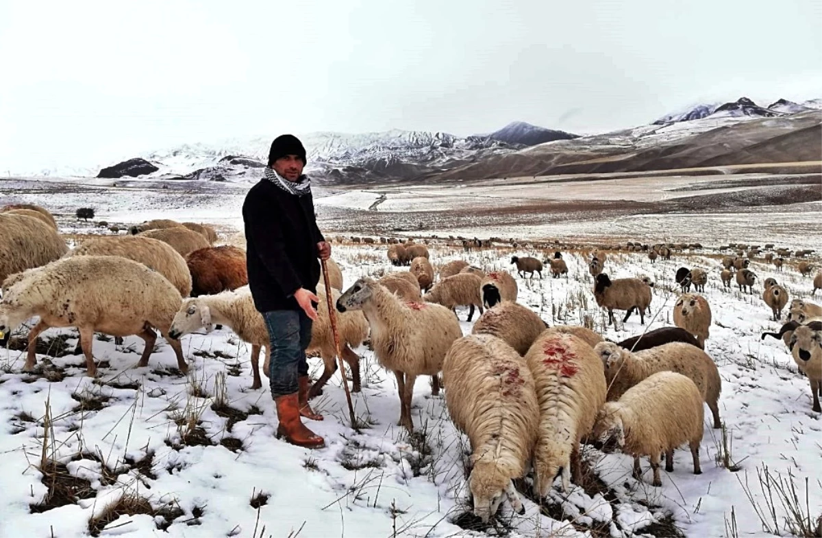 Erzincan\'da Kar Nedeniyle Koyun Sürüleri Yaylada Mahsur Kaldı