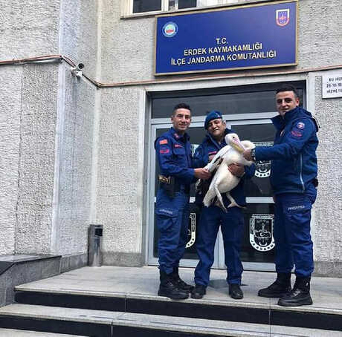 Hayvanat Bahçesinden Kaçan Pelikan, Karayolunda Bulundu