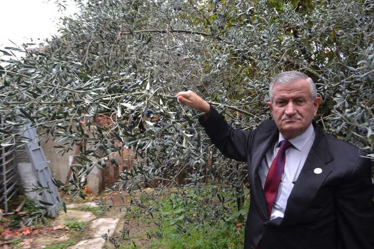 İnegöl\'de Artık Zeytin de Yetişiyor