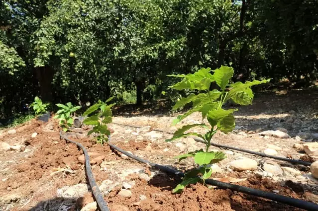 Kahve Artık Mersin’den Gelecek Son Dakika Ekonomi