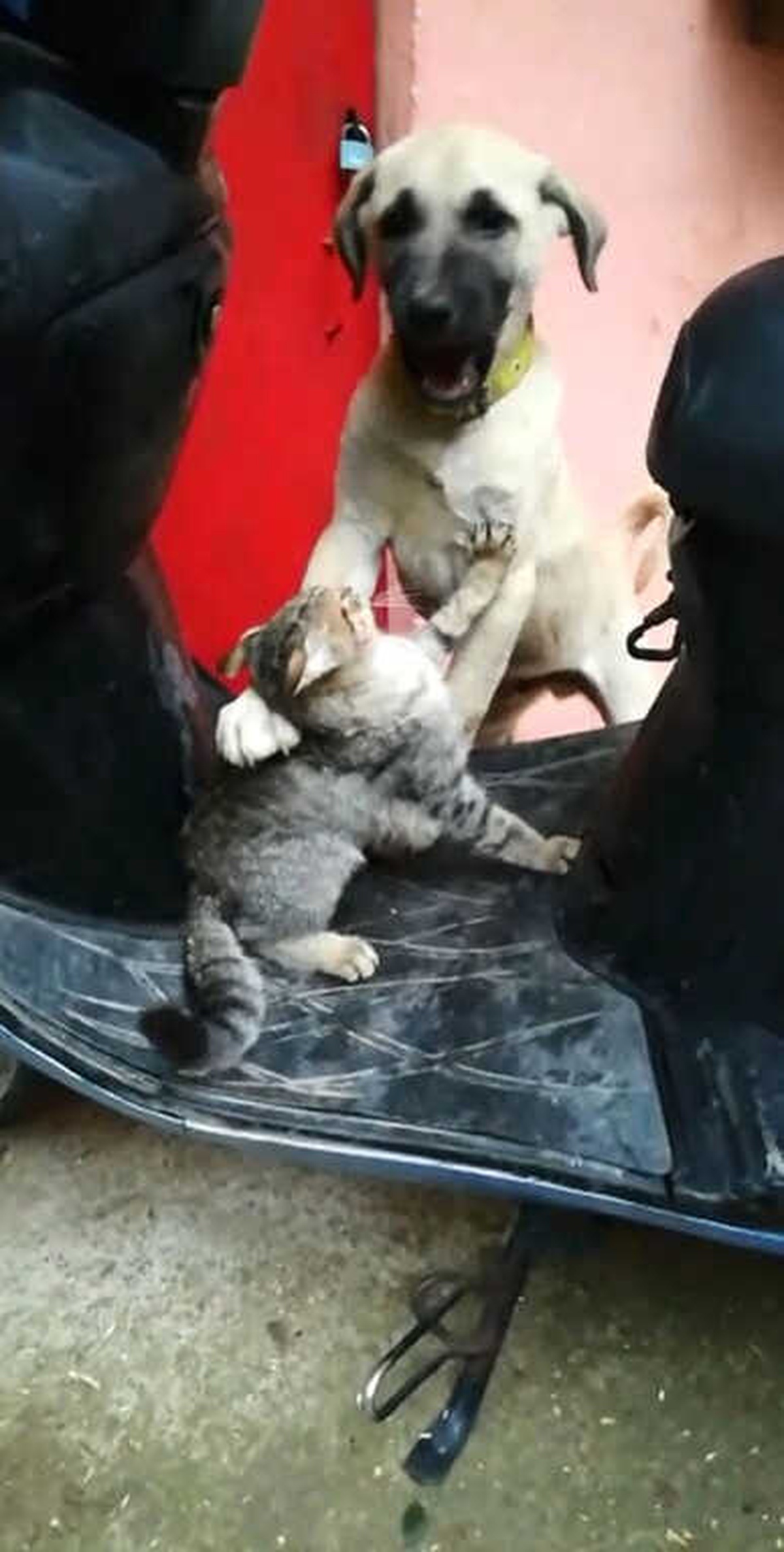 Kedi ve Köpeğin Dostluğu İnsanlara Ders Verdi