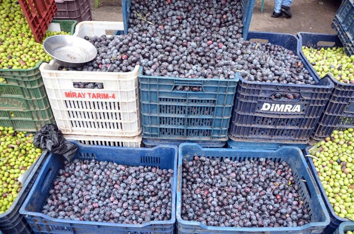 Kilis\'te Sofralık Zeytin Piyasada