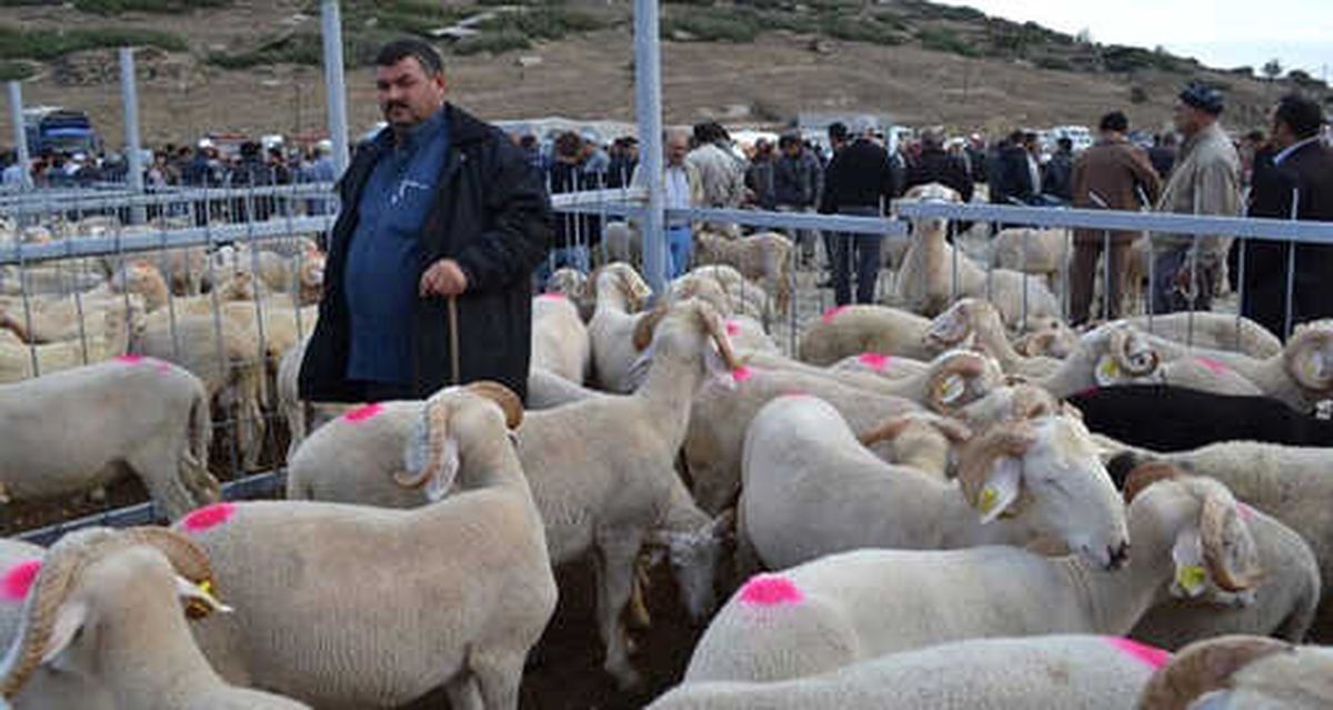 Manisa\'nın Kula İlçesinde de Hayvan Pazarı Kapatıldı