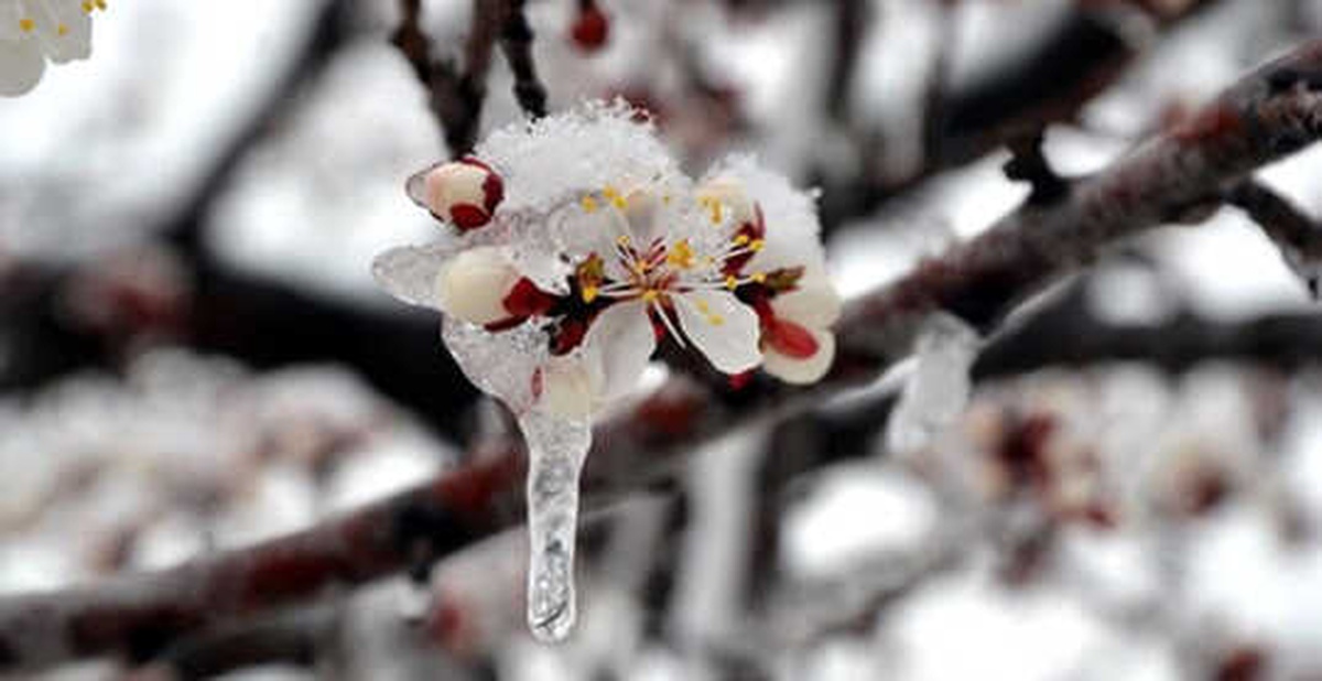 Meteorolojiden Zirai Don Uyarısı