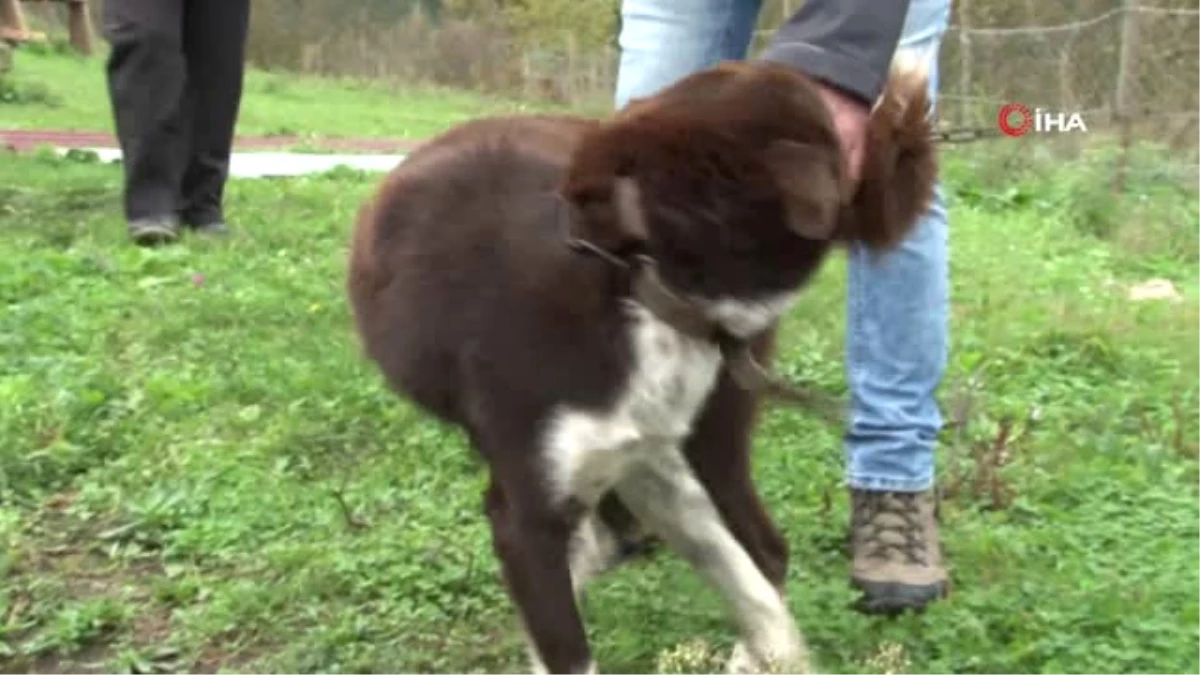 Nesli Tükenmekte Olan \'Zerdava\' Köpeği İçin Harekete Geçildi