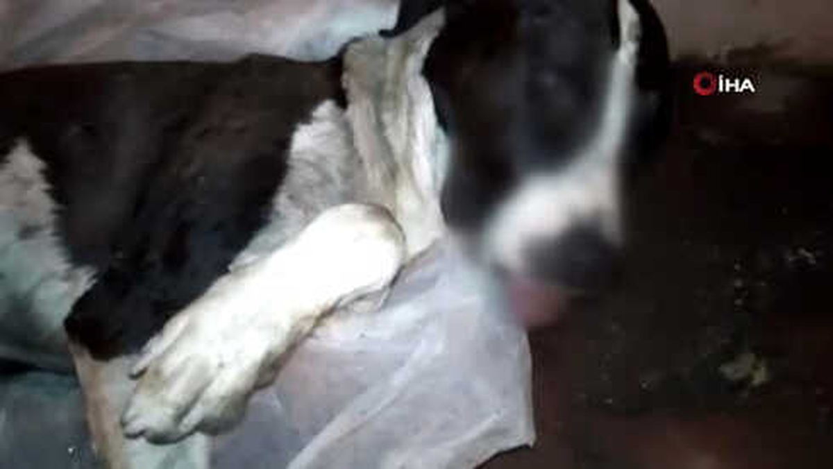 Ölen Köpeğinin Başında Gözyaşı Döktü