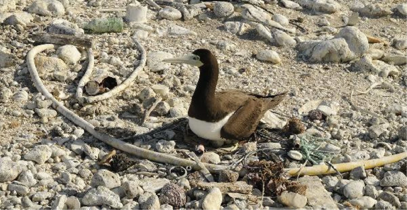 Pasifikteki Deniz Kuşları Yuva Yapmak İçin Plastik Kullanıyor