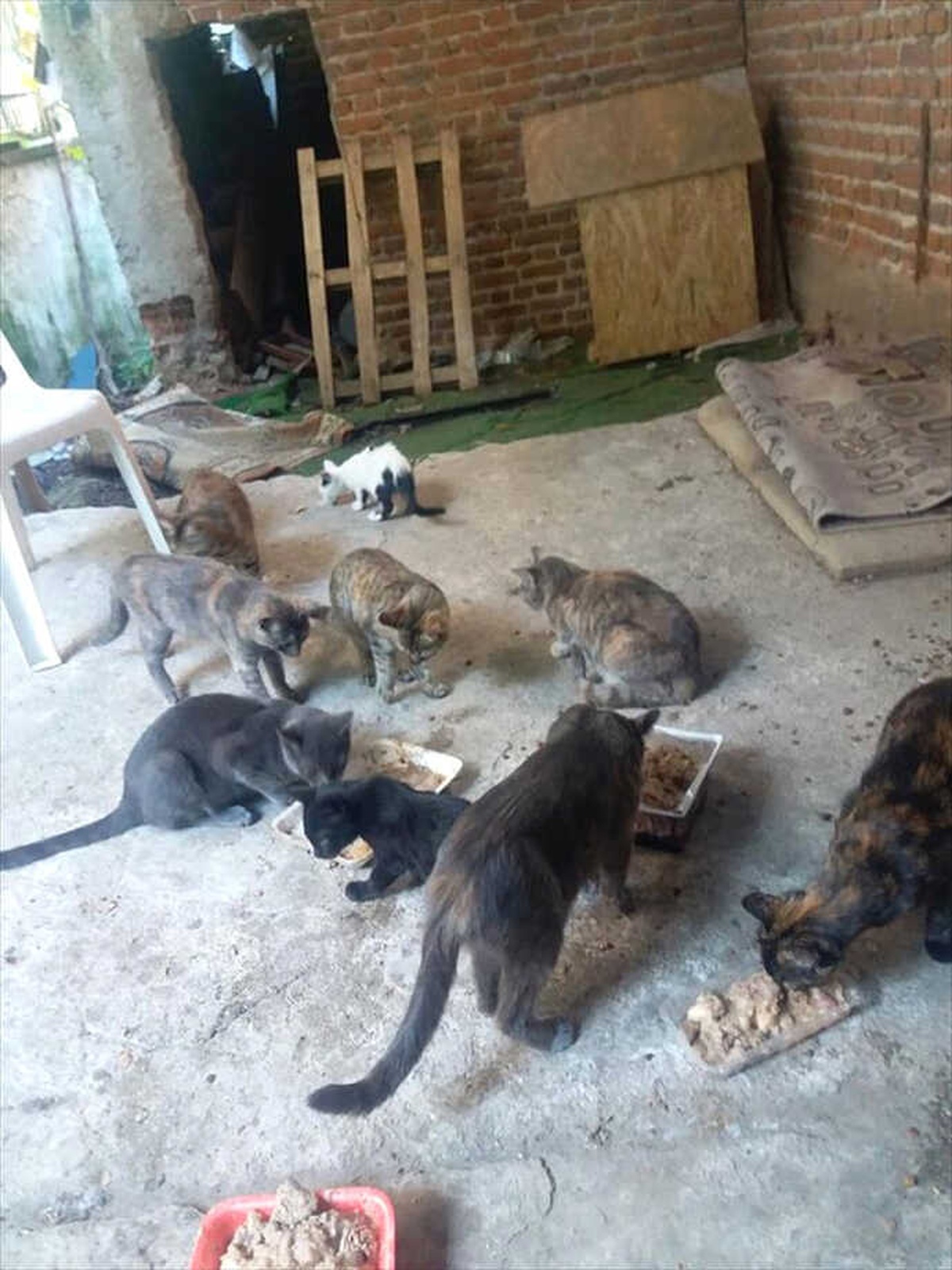Sokak Hayvanları İçin Kulübe Etkinliği