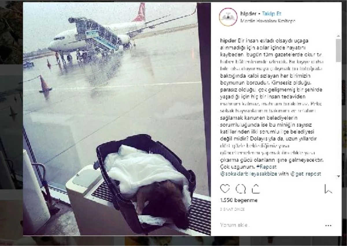 Tedavi İçin İstanbul\'a Gönderilmek Üzere Mardin Havalimanı\'na Getirilen ve Uçağa Alınmayan Köpek...