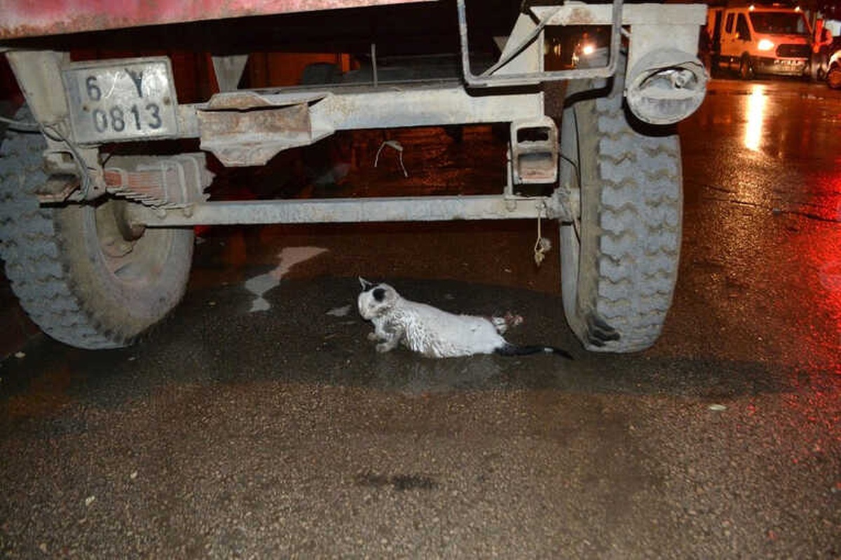 Yaralı Kediye Vatandaşlar ve Polis Sahip Çıktı