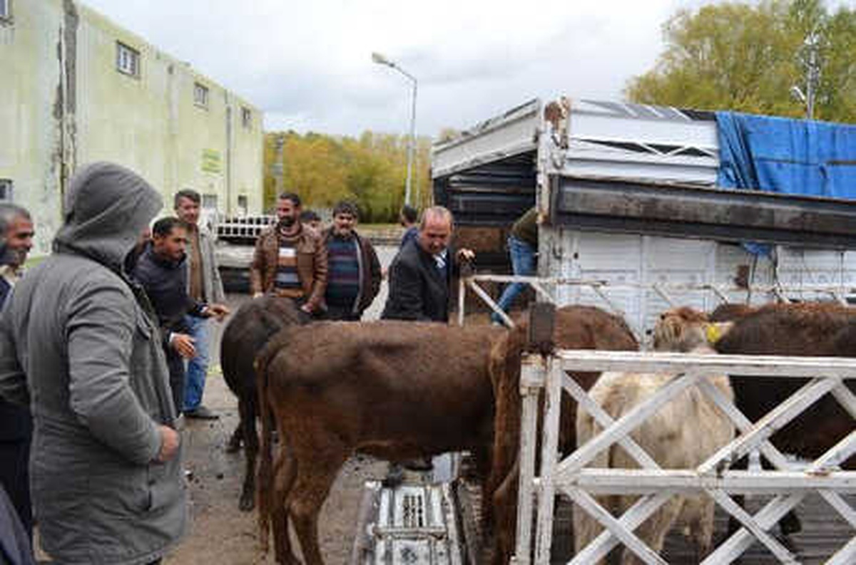 Adilcevaz\'da Genç Çiftçilere Büyük ve Küçükbaş Hayvanlar Verildi