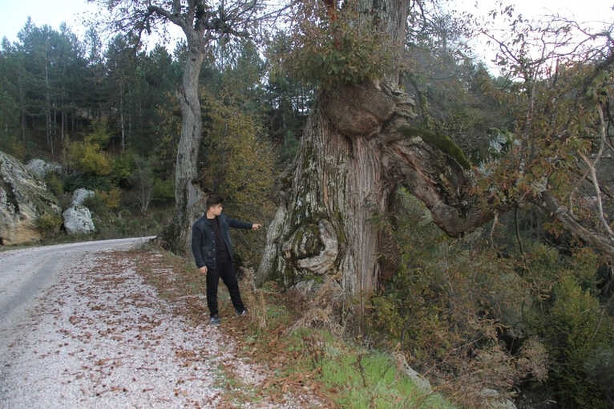 Asırlık Kestane Ağaçları Korunmayı Bekliyor
