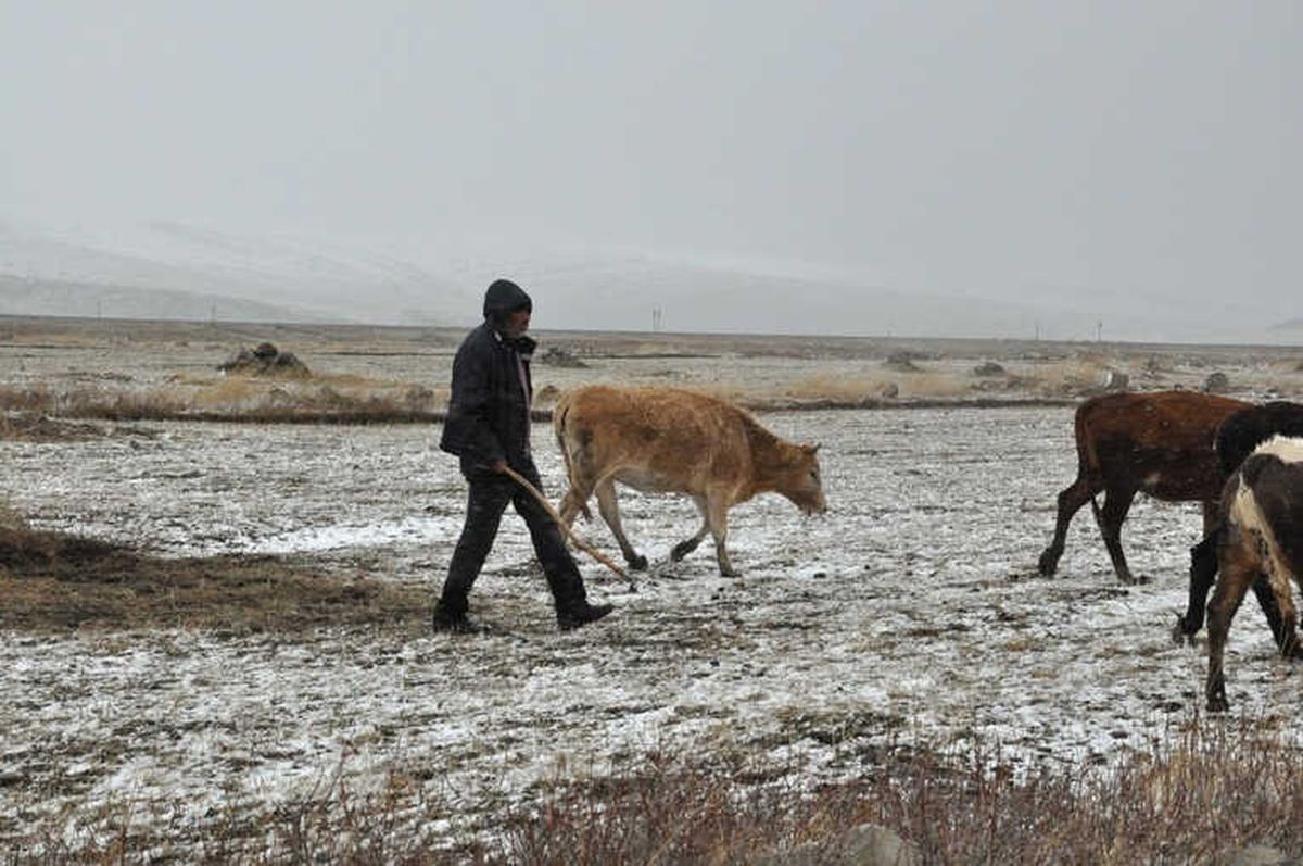 Kars\'ta Kar ve Tipiye Yakalanan Çobanlar Zor Anlar Yaşadı