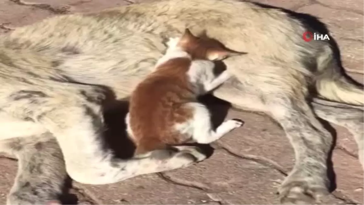 Sokak Köpeği, Kediye Annelik Ediyor