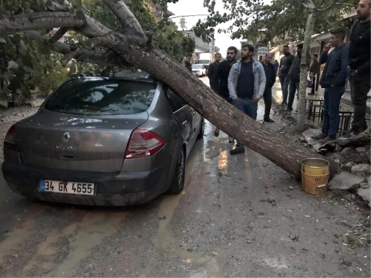 Van\'da Şiddetli Rüzgarda Ağaç Otomobilin Üzerine Düştü