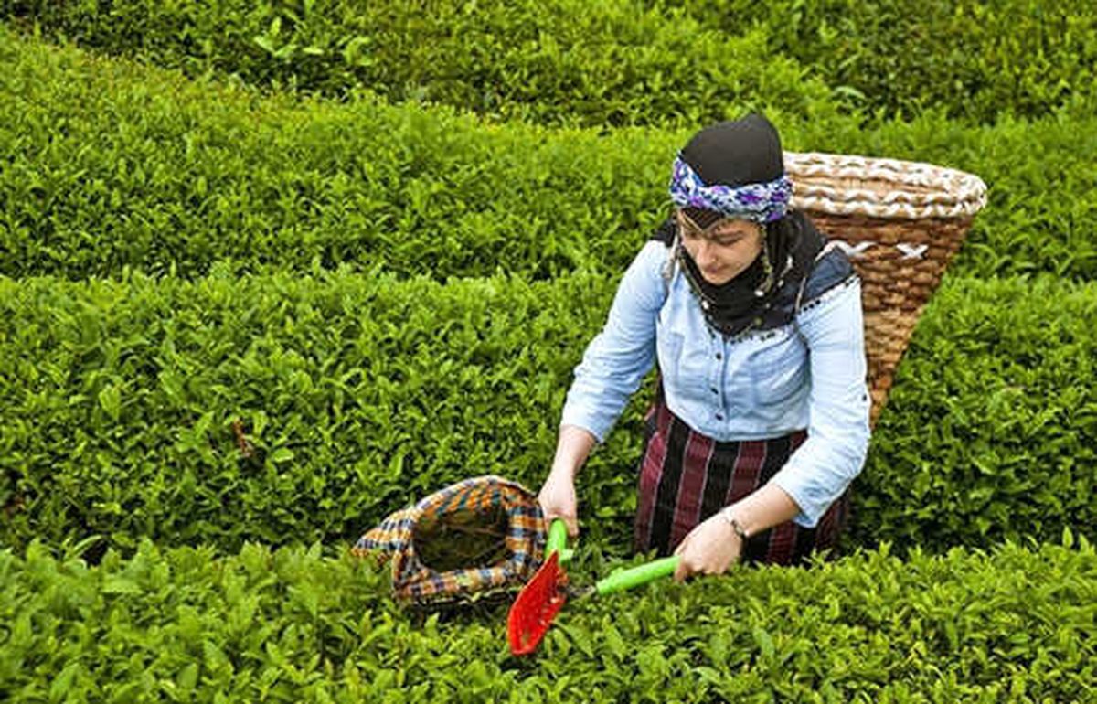 ABD\'ye Çay İhracatı Artacak