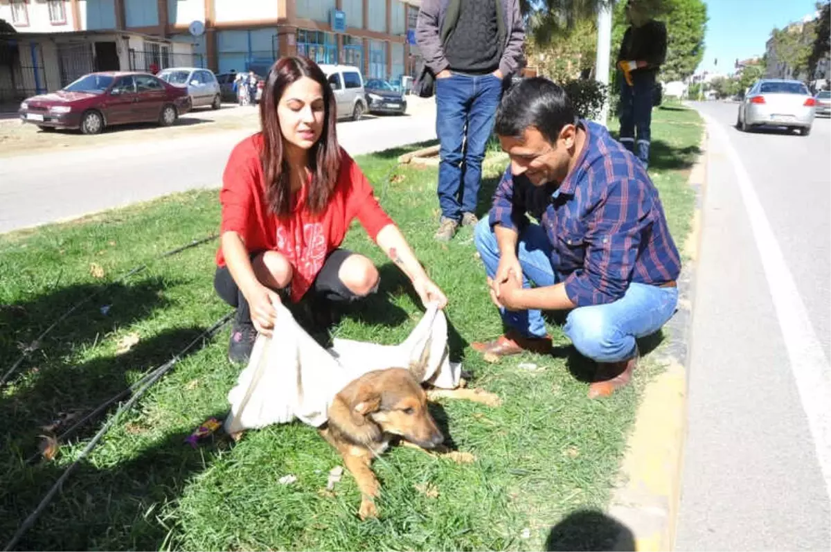 Aracın Çarptığı Köpeğe Üniversite Öğrencisinden Şefkat Eli