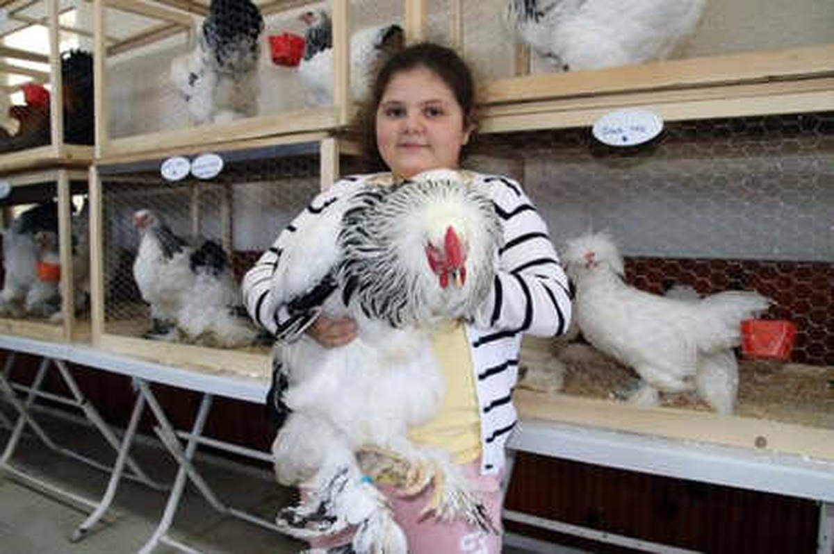 En Güzel Tavuklar İçin Kıran Kırana Fiyat Verdiler