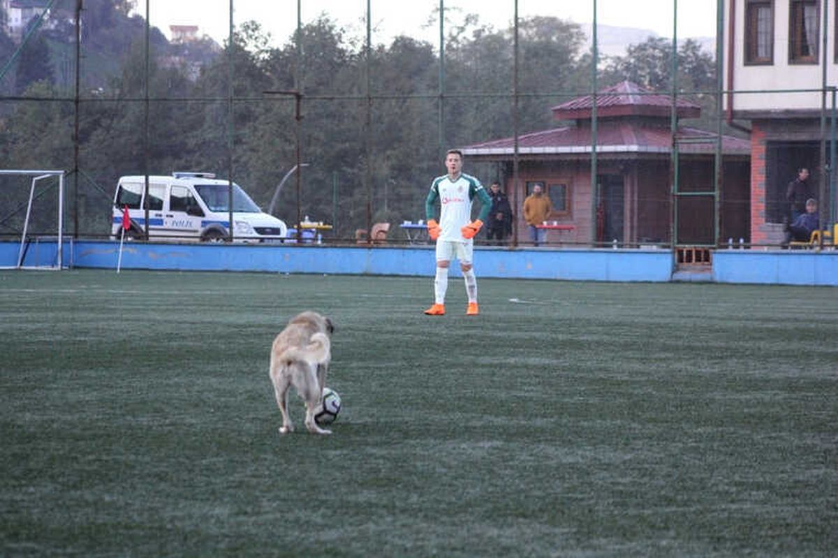 Fanatik Köpek Maçı Durdurdu