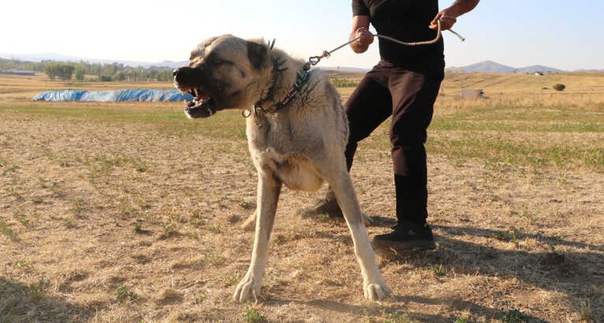Köpek Saldırısına Karşı Ne Yapmalı ?