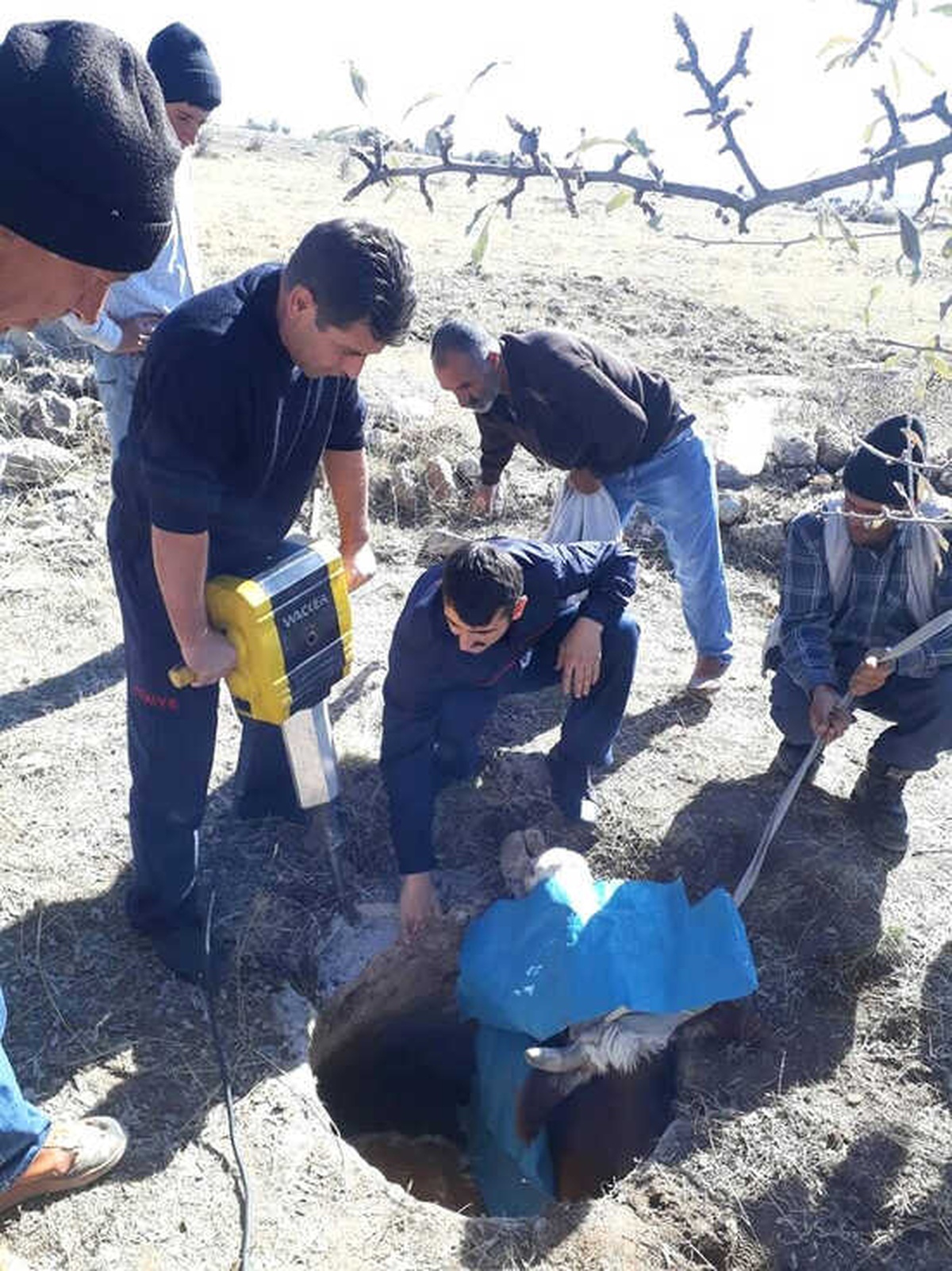Kuyuya Düşen İnek İtfaiye Ekiplerinin Operasyonu ile Kurtarıldı