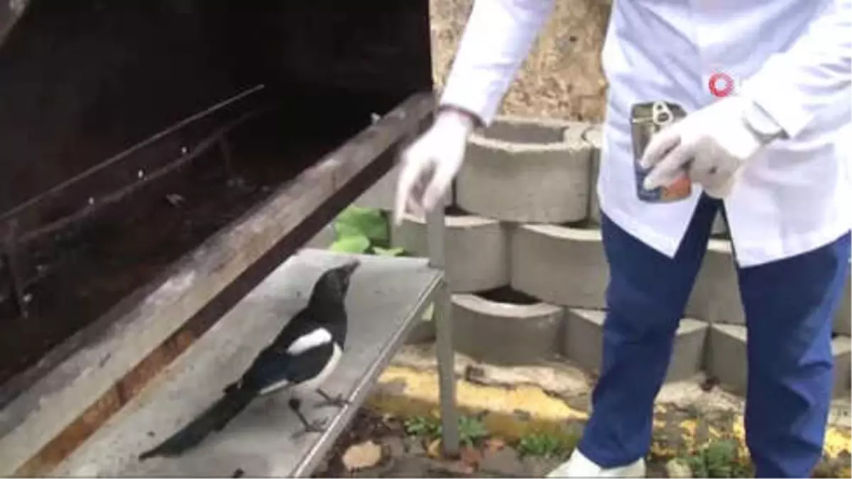 Saksağan Kendisini Tedavi Eden Veterinerden Ayrılamıyor