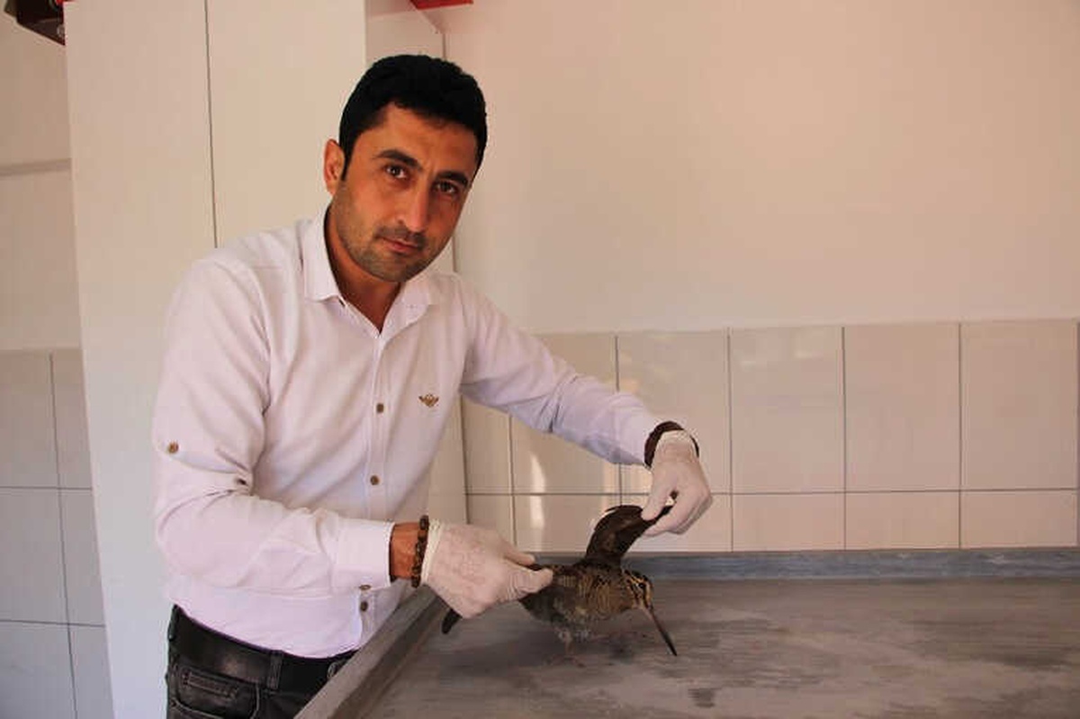 Tedavisi Yapılan Culluk Doğaya Bırakıldı