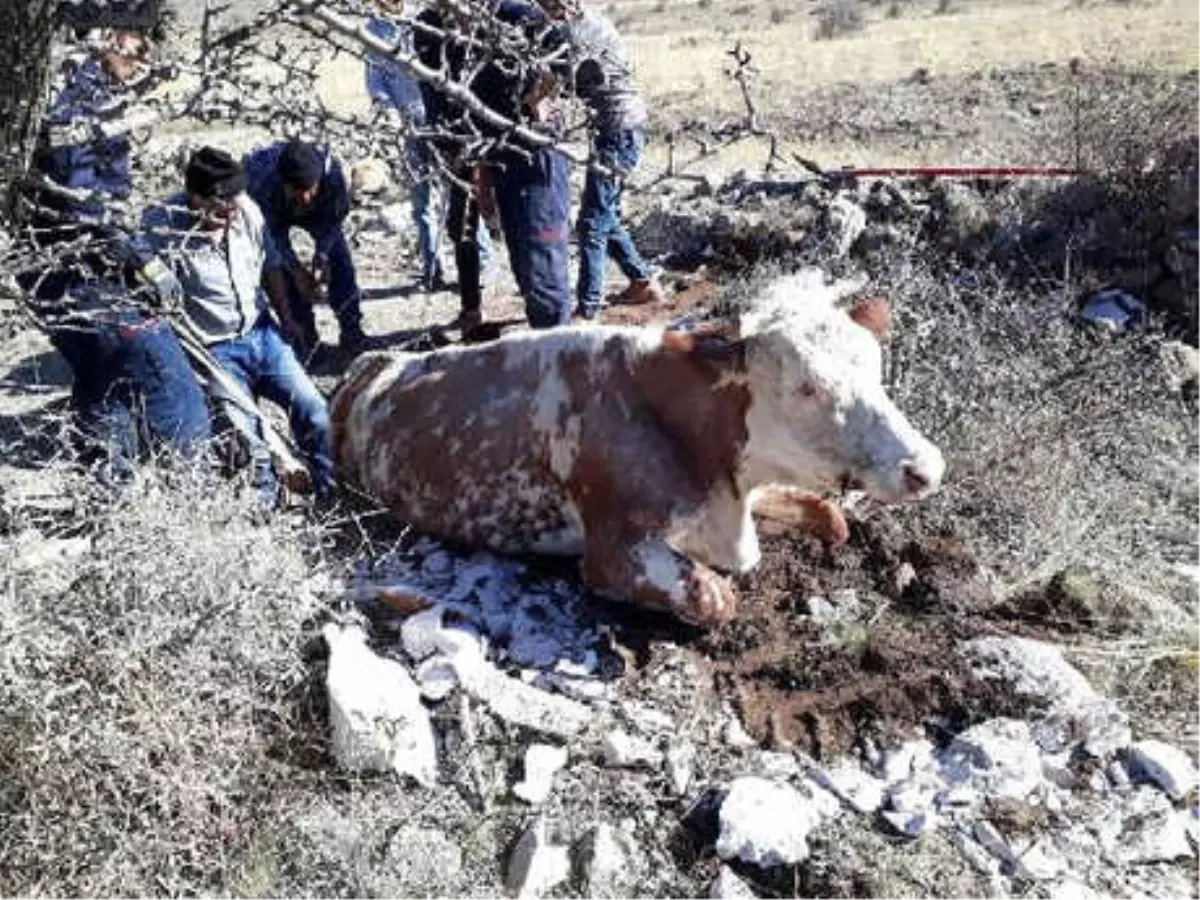 Kuyuya Düşen İneği İtfaiye Kurtardı