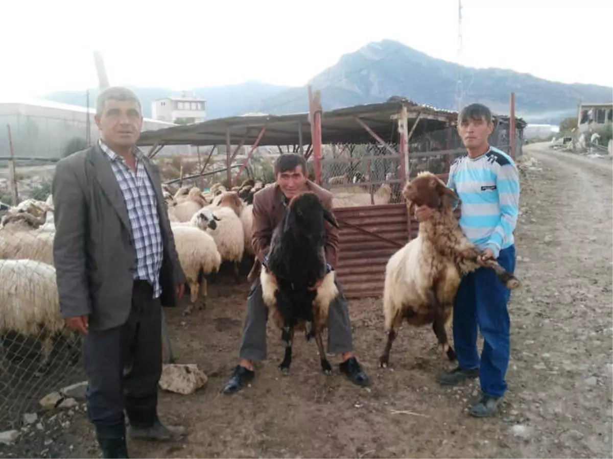 Koyunlarını Bulana Para Ödülü Verecek