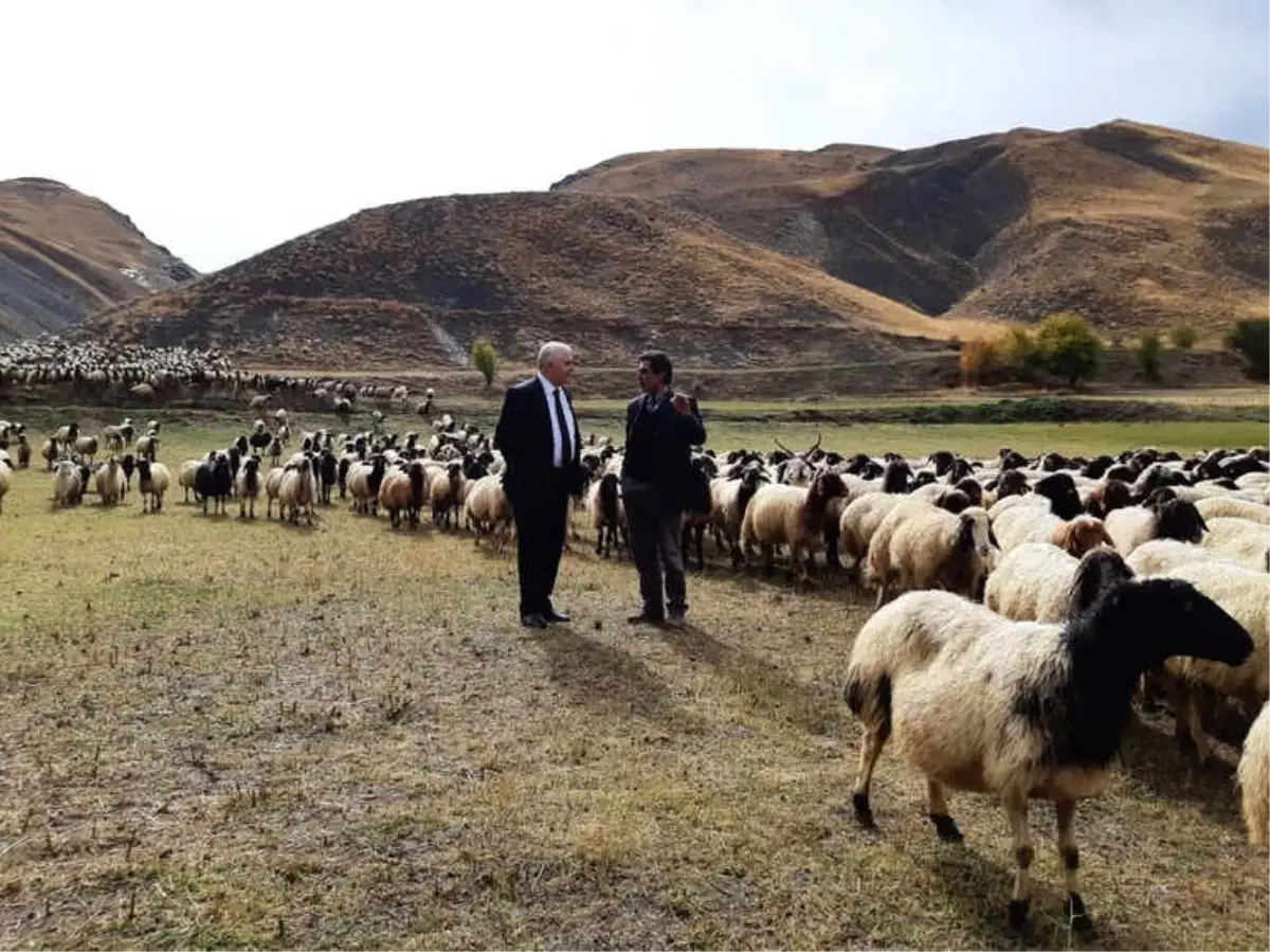 Norduz Koyunu Yetiştiricilerine Destek