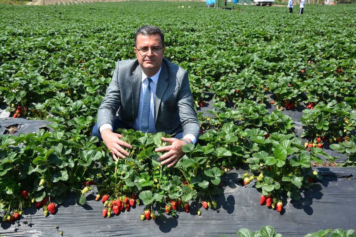 Ordu\'da Çilek Üretimi Canlandı