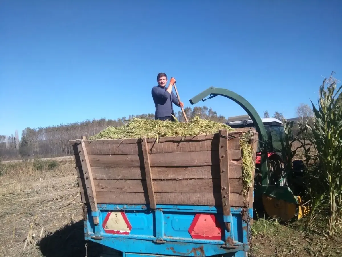 2 Bin 500 Ton Mısır Üretildi