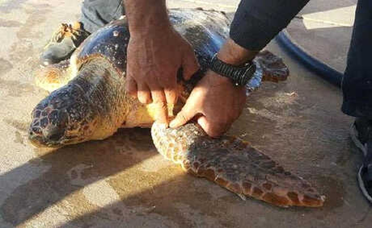 Didim\'de Ölü Caretta Caretta Bulundu