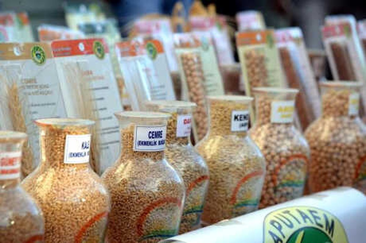 Diyarbakır\'da Çiftçilere Sertifikalı Tohum Dağıtıldı