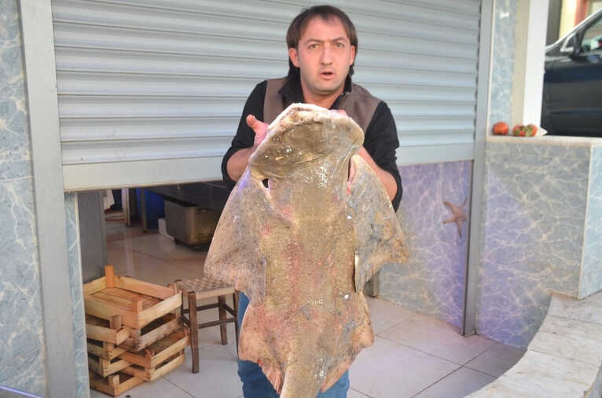 İnsan Boyundaki Vatoz Köpekbalığı İlgi Odağı Oldu