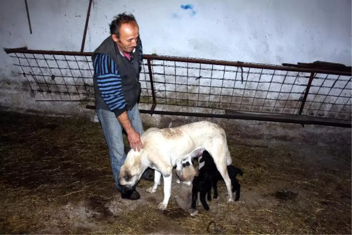 Kangal Köpeği \'Kezban\', Kuzulara da Annelik Yapıyor