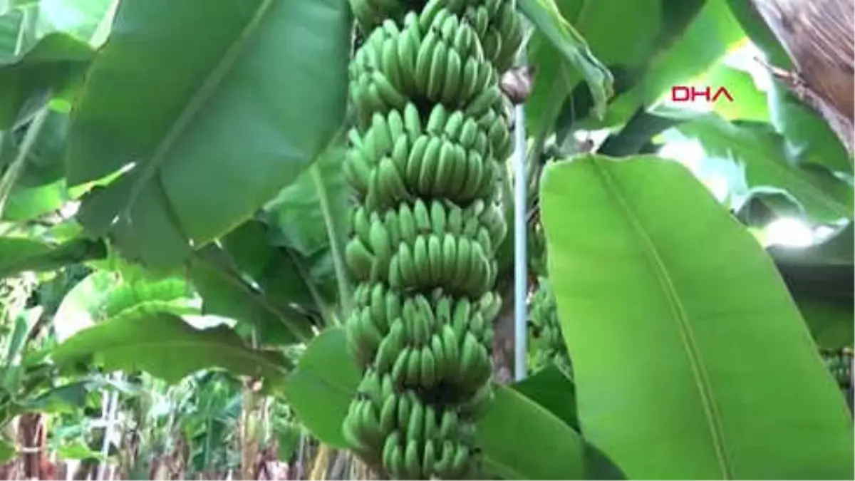 Mersin Silifke\'de Muz Hasadı Başladı