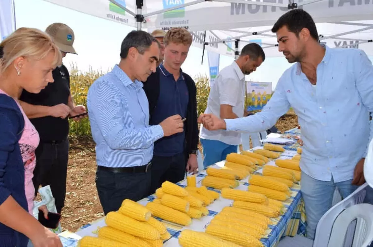 Türk Tatlı Mısır Tohumu Dünyanın Gündeminde