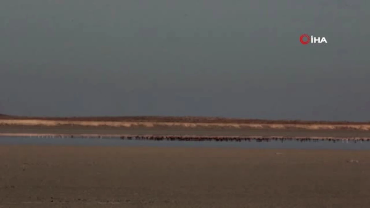 Yağışlarla Birlikte Kuşlar, Seyfe Gölüne Akın Ediyor