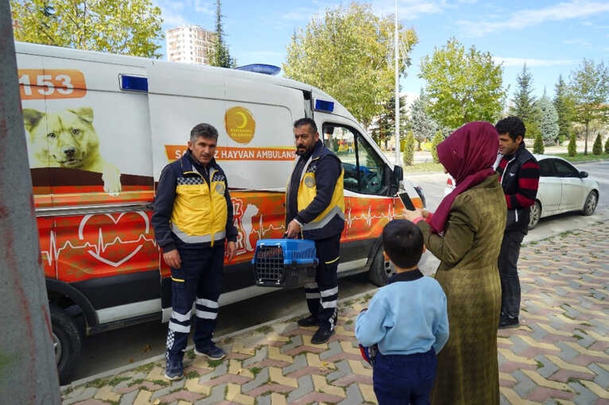 Aracın Çarptığı Yaralı Kediye, Hayvan Ambulansı Müdahale Etti