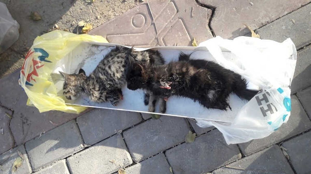 Başkent\'te Vahşet