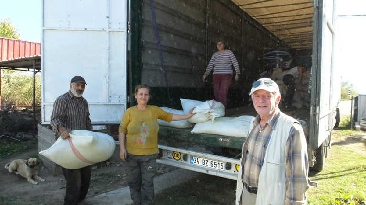 Burhaniye Şeker Otu Üretim Merkezi Oldu