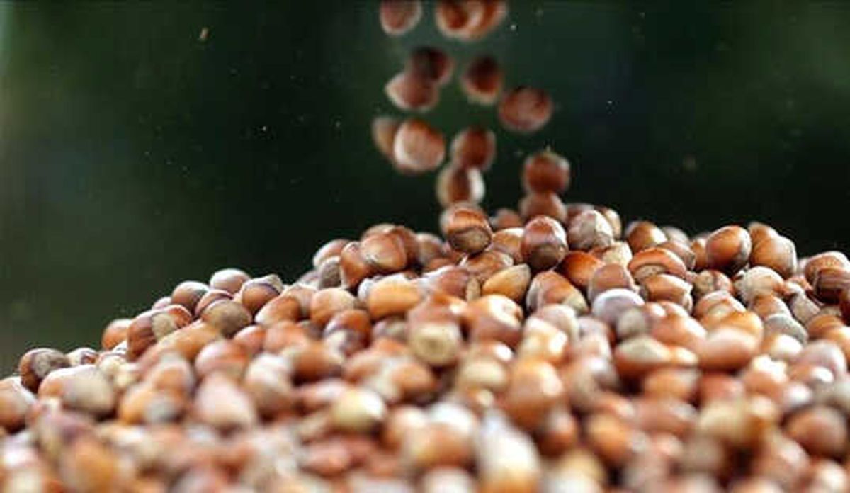 Fındık İhracatı Yüzde 10 Geriledi