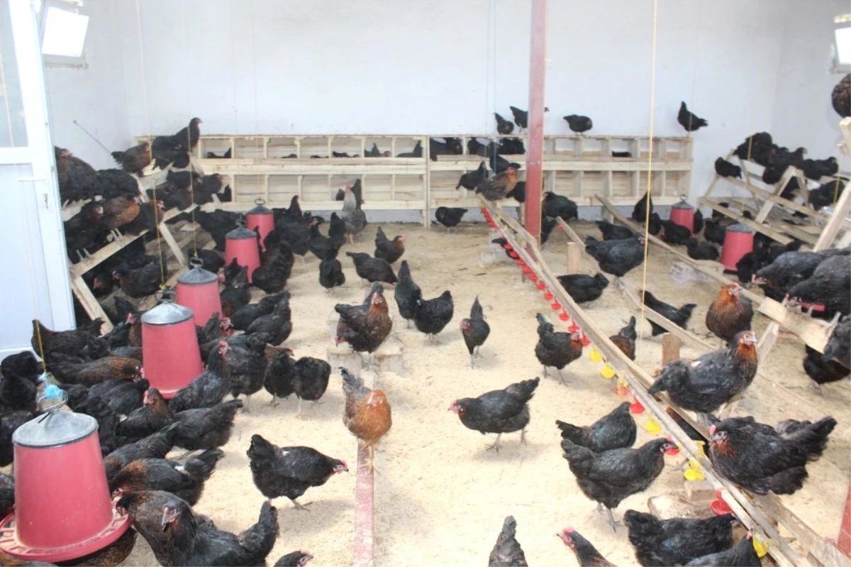 Irgatlığı Bıraktı Tavuk Çiftliği Kurdu