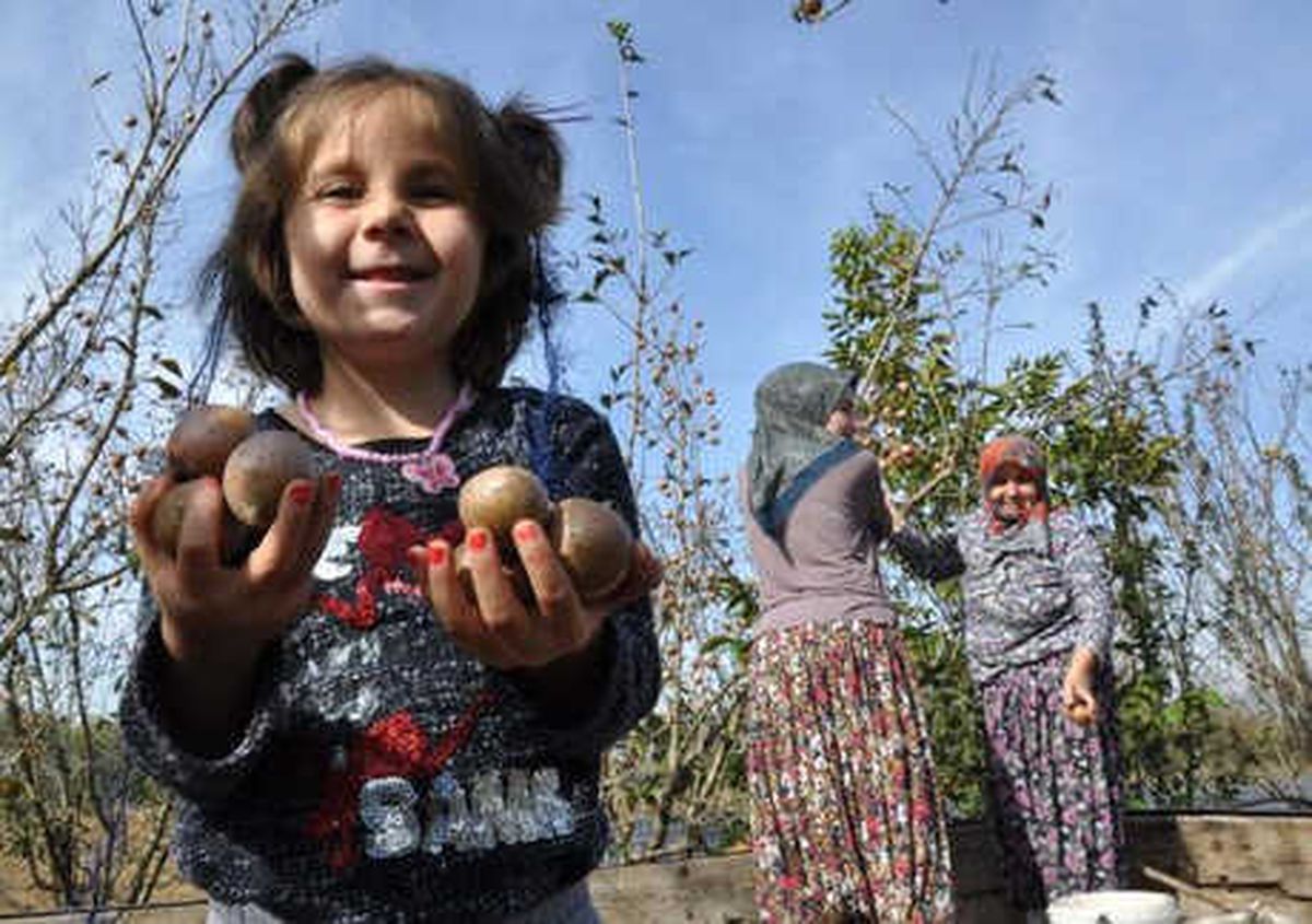Muşmula Çiftçinin Yüzünü Güldürdü